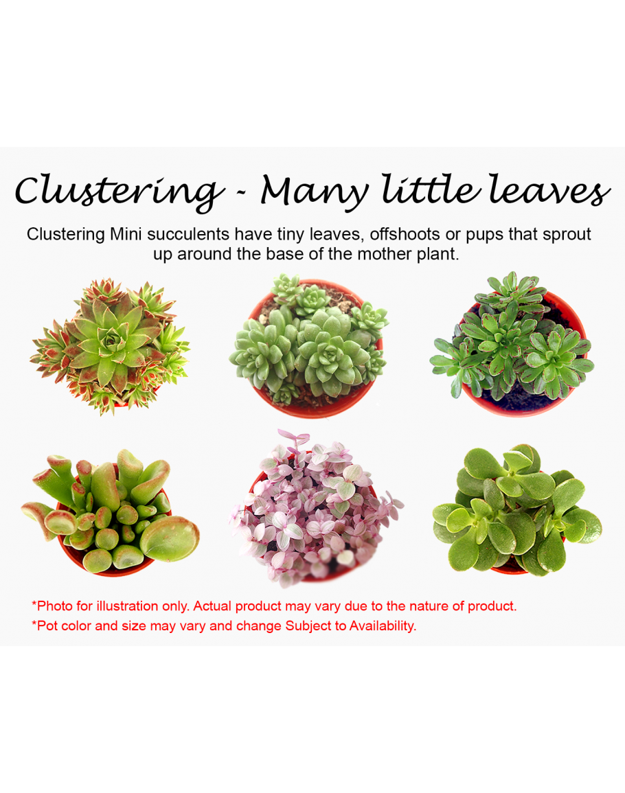 Assorted Mini Succulents